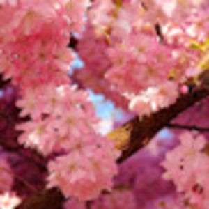 Meet your Posher, Letty